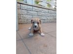 Cuccioli Amstaff Allevamento Puglia con pedigree ENCI