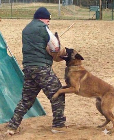 Malinois cuccioli - Foto 5