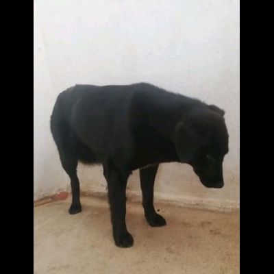 DONNA, ALTRA VITTIMA DI DEPORTAZIONE CAGNOLINA IN ADOZIONE - Foto 6