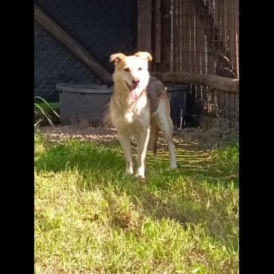 CALLAS DELIZIOSA CAGNOLINA IN ADOZIONE - Foto 3