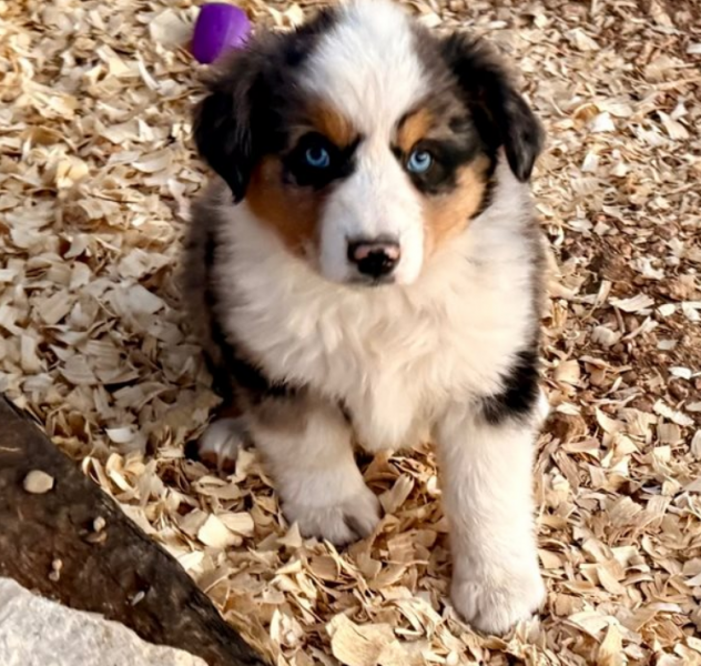 Cuccioli Pastore Australiano