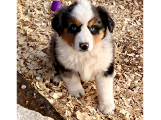 Cuccioli Pastore Australiano