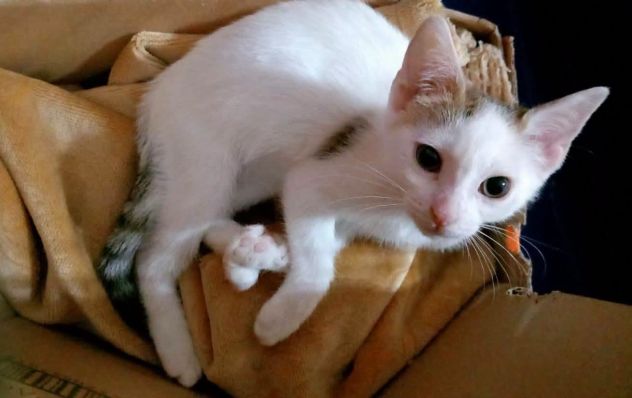 NIKITA, dolce gattina in adozione - Foto 5