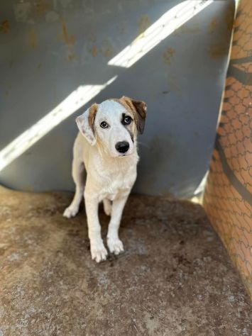 Cucciole in adozione - Foto 3