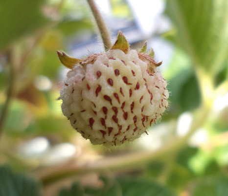 Fragole pesca