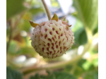 Fragole pesca