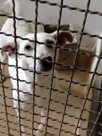 UBALDA E UGOLINO CAGNOLINI IN ADOZIONE - Foto 5