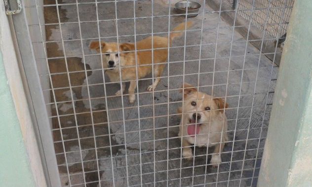 SANDY E TRILLY, due micro cagnoline