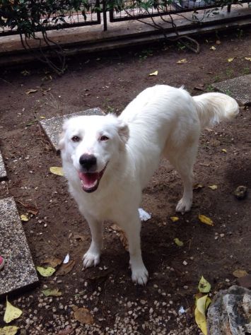 DAISY, splendida cucciolona URGENTE - Foto 5