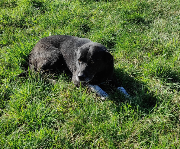 TIMIDO E PACATO CAGNOLINO IN ADOZIONE - Foto 10