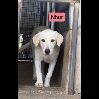 NHUR TENERA CUCCIOLA IN ADOZIONE - Foto 5