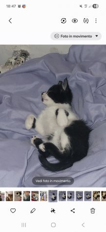 Gatti - Foto 4