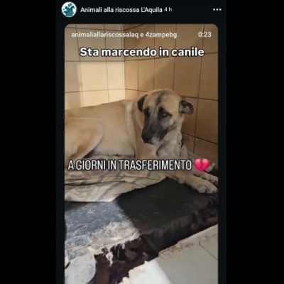 OMBRA ADORABILE CAGNOLONA IN ADOZIONE - Foto 7