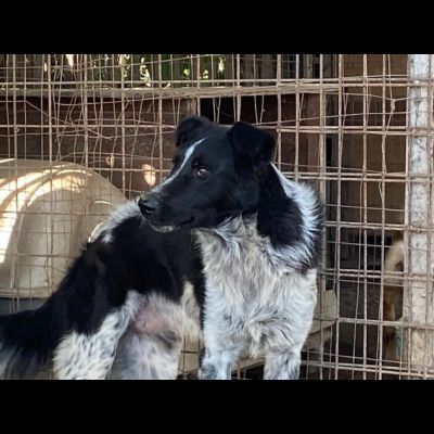 TOTÒ ADORABILE CERCA CASA, CANE IN ADOZIONE - Foto 3