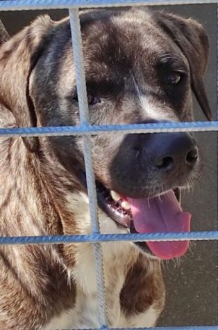 CANE IN ADOZIONE: ZENO, nato a marzo 2022 - Foto 7