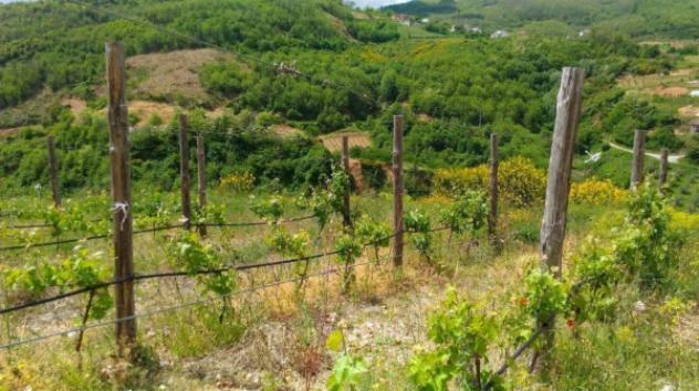 Immobile in asta di 10767 m² in vendita a Luzzi - Foto 7