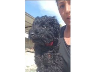 Bibi: barboncino Toy 5 mesi socievole