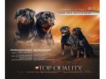 Cuccioli Rottweiler Alta Genealogia