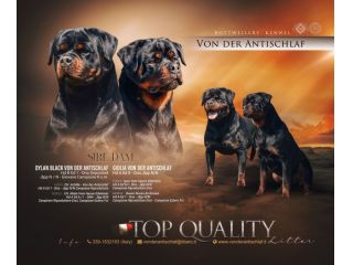 Cuccioli Rottweiler Alta Genealogia