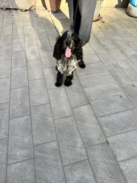 CUCCIOLO DI SPRINGER SPANIEL - Foto 2
