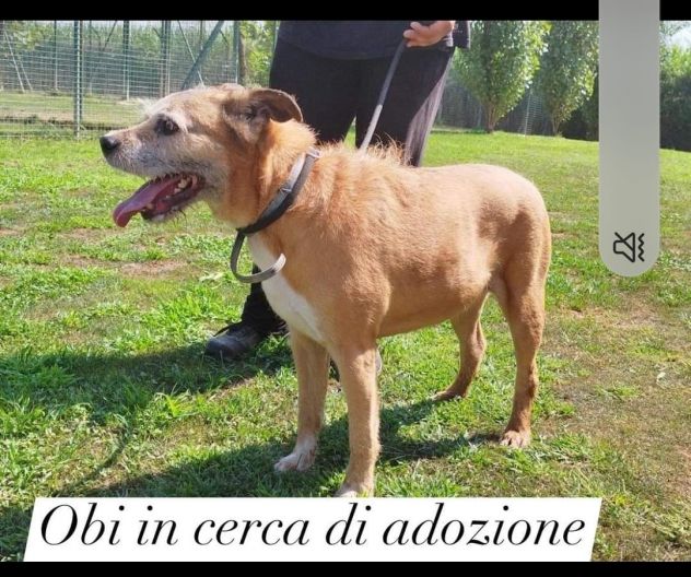 10anni, tranquillo, padrone deceduto prematuramente.Prov Pavia