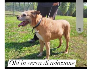 10anni, tranquillo, padrone deceduto prematuramente.Prov Pavia