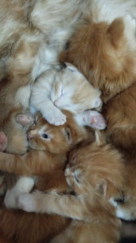 Maine Coon xxl AltaGenetica - Foto 4