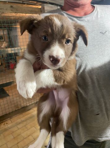 Cuccioli di Border Collie - Foto 3