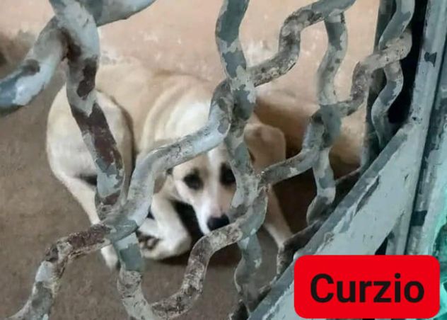 CURZIO CAGNOLINO IN ADOZIONE - Foto 2