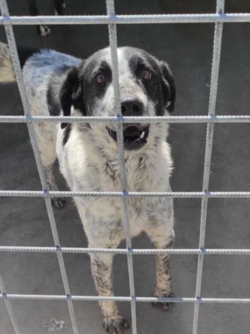 CANE IN ADOZIONE: ESCAPE, taglia medio contenuta. - Foto 2