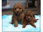 Cuccioli di Barboncino nano toy disponibili