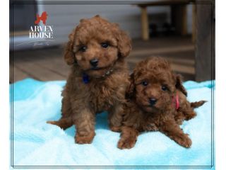 Cuccioli di Barboncino nano toy disponibili