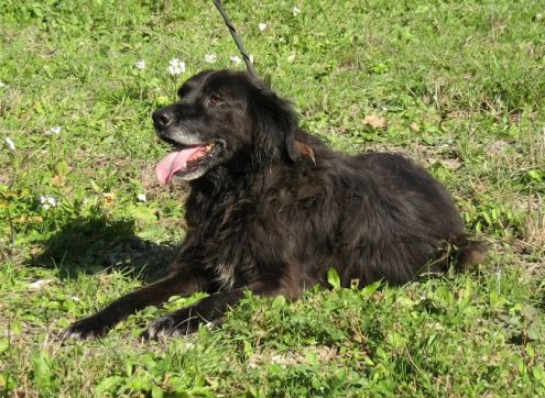 LADY, cagnolina dolcissima - Foto 2