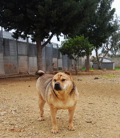 Margot, stupenda mix shar pei in adozione - Foto 5