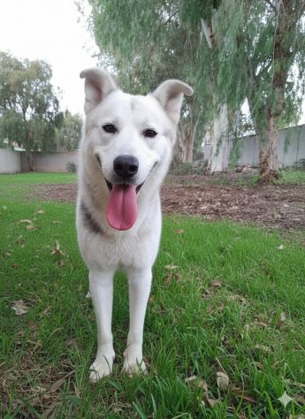 Oscar bellissimo mix husky in adozione - Foto 2