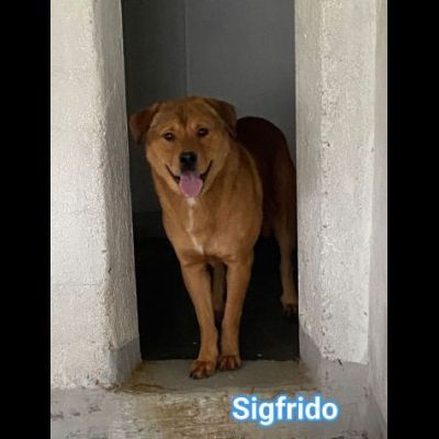 SIGFRIDO DOLCISSIMO CANE IN ADOZIONE - Foto 3