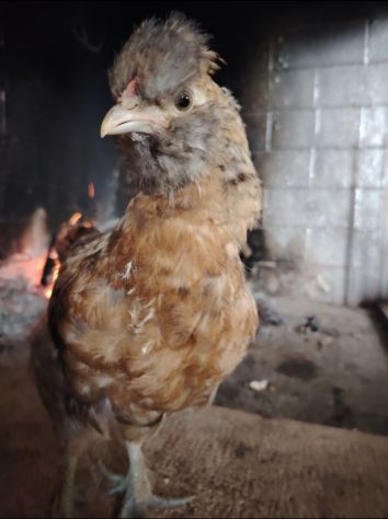 Pulcini uova galline e galli - Foto 3
