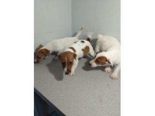 JACK RUSSELL CUCCIOLI