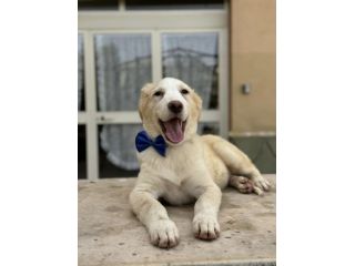 GIULIO UN AMORE DI CUCCIOLO DA ADOTTARE