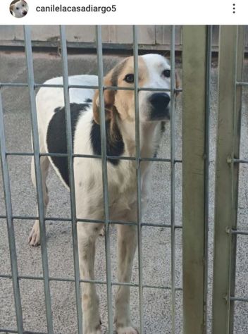 SNOOPY CAGNOLINO IN ADOZIONE - Foto 2