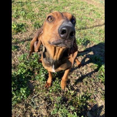 ZARA LA DOLCEZZA INFINITA, CAGNOLINA IN ADOZIONE - Foto 4