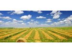 Terreno agricolo in vendita a Lavaiano - Casciana Terme Lari 70000 mq  Rif: &hellip;