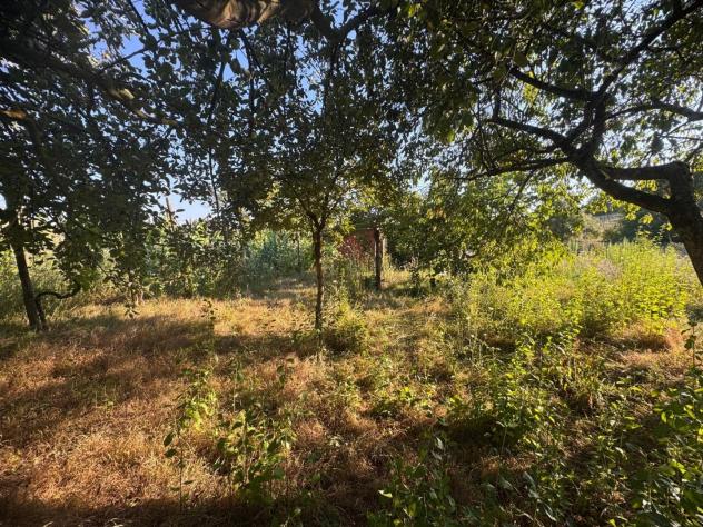 Terreno agricolo in vendita a Sant'Andrea a Montecchio - Siena 1500 mq Rif: 1428059 - Foto 3