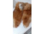 Collo di pelliccia volpe