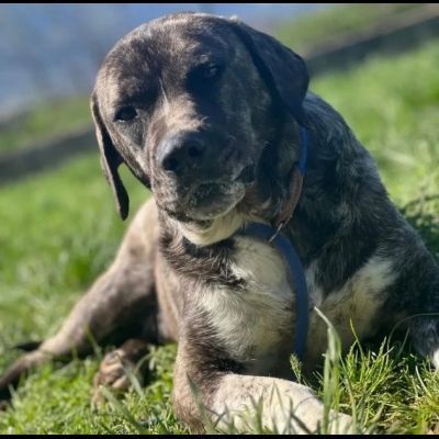 JAGO E ZENO ADORABILI TENERONI CANI IN ADOZIONE DI COPPIA tg MEDIA - Foto 7