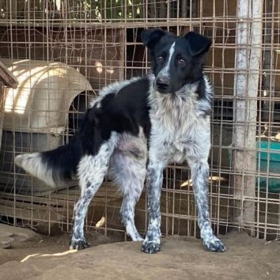 TOTÒ ADORABILE CERCA CASA, CANE IN ADOZIONE