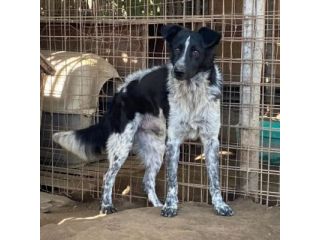TOTÒ ADORABILE CERCA CASA, CANE IN ADOZIONE