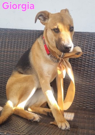 Cucciola meravigliosa!!! - Foto 5