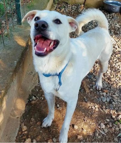 CALI' CAGNOLINO IN ADOZIONE - Foto 3
