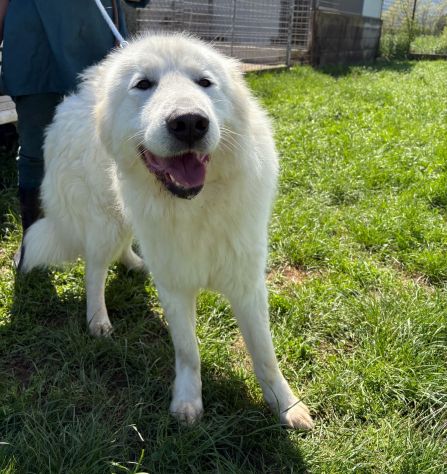 GAUDÌ -orsacchiotto travestito da cane- - Foto 5